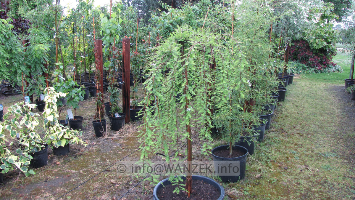 Taxodium distichum Cascade Falls 01.JPG